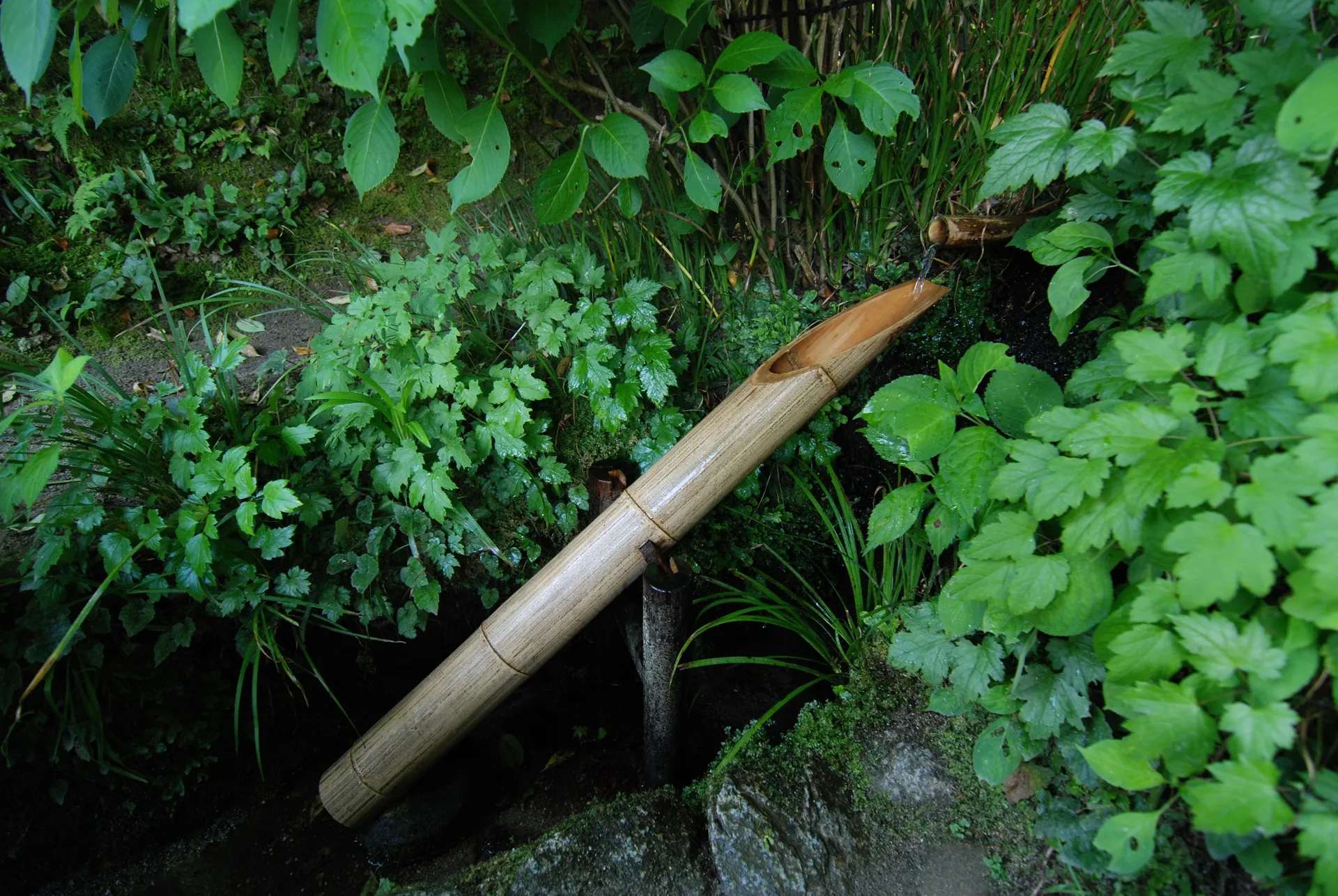 Shisen-dō, opened early for you